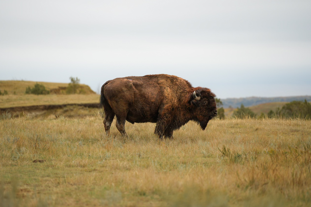 A lone bison bull standing in golden prairie grass