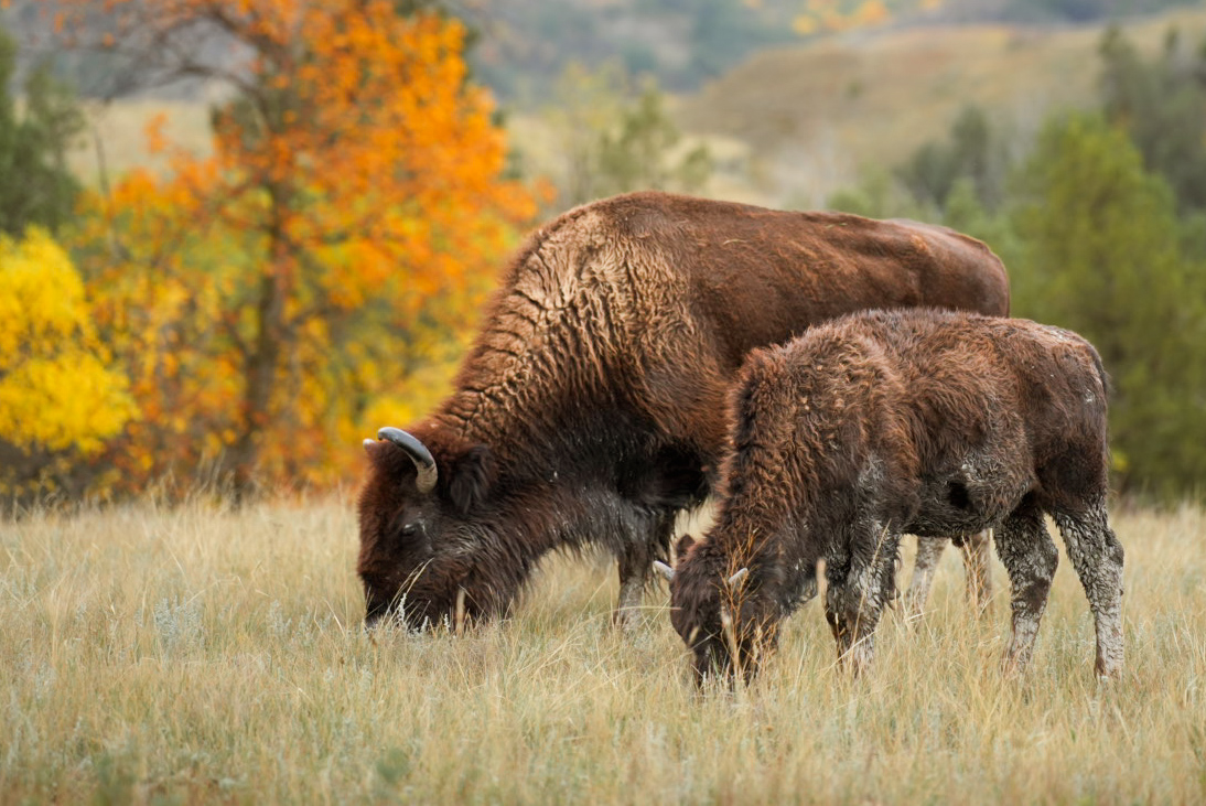 A bison cow and calf grazing in autumn grass