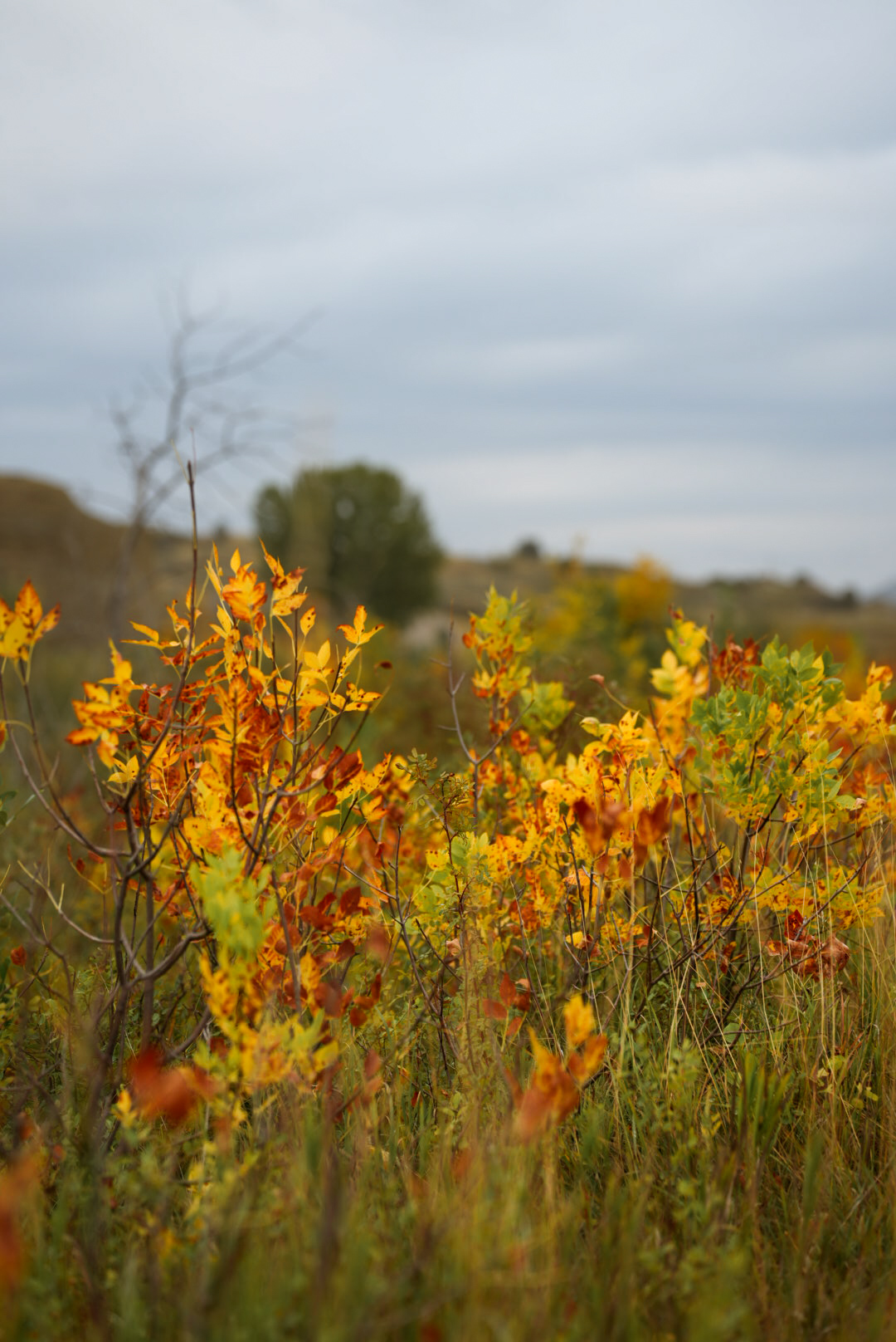 Orange and yellow autumn brush against an overcast sky