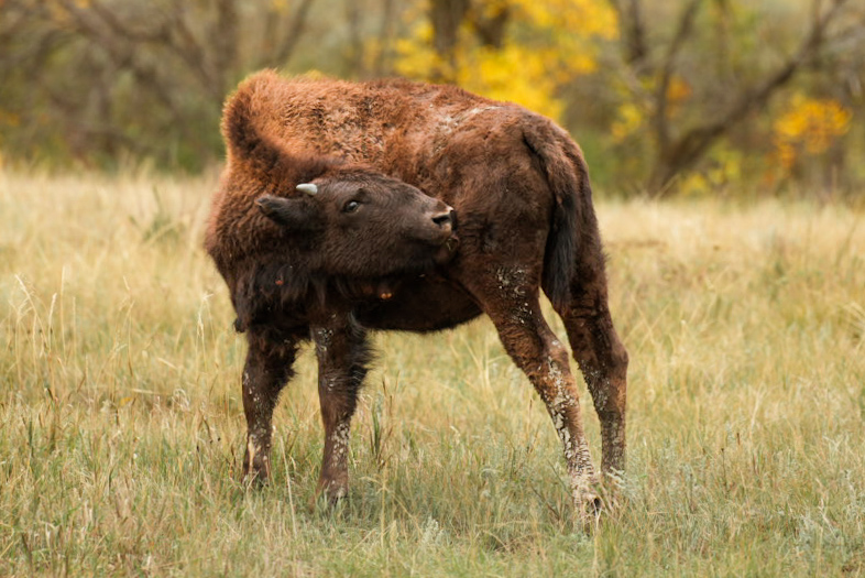 A young bison calf standing in dry autumn grass