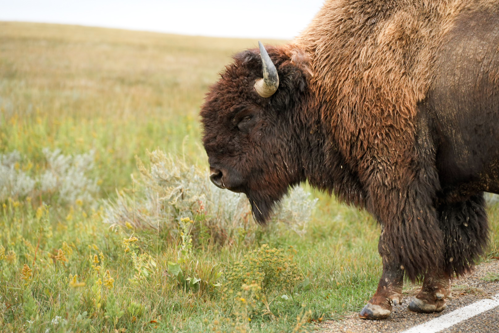 A bison bull grazing beside the road in tall prairie grass